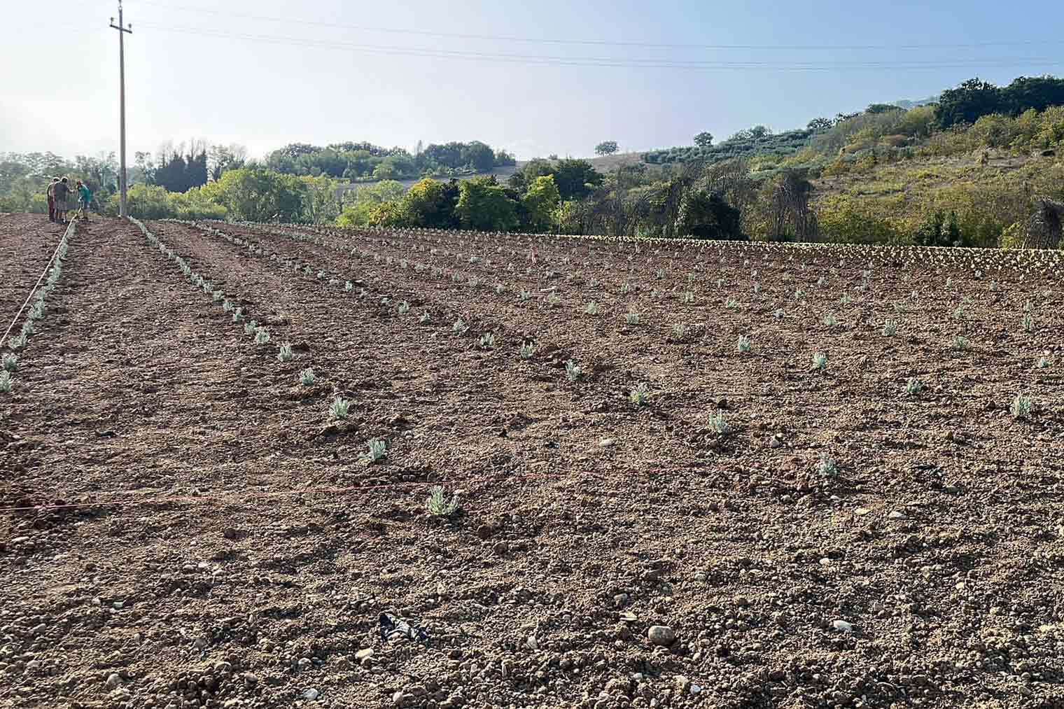 lattanzi giardinaggio