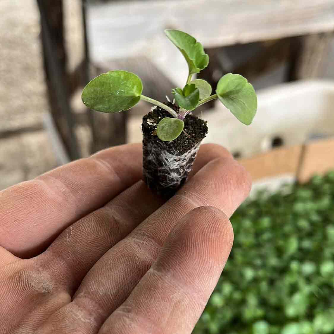 lattanzi giardinaggio