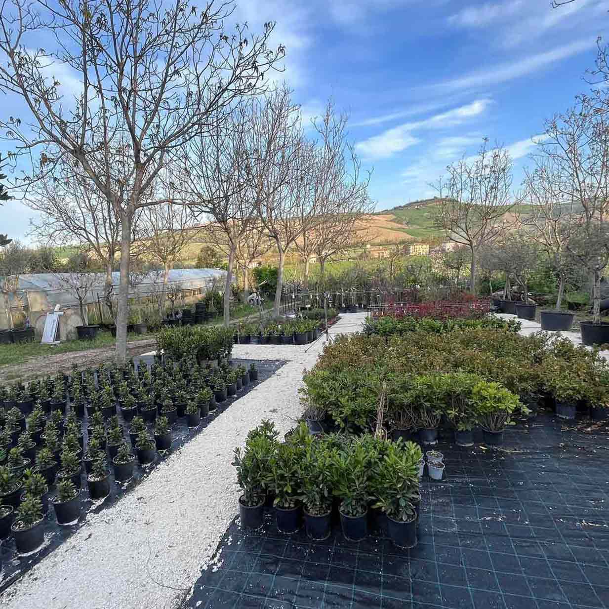 lattanzi giardinaggio