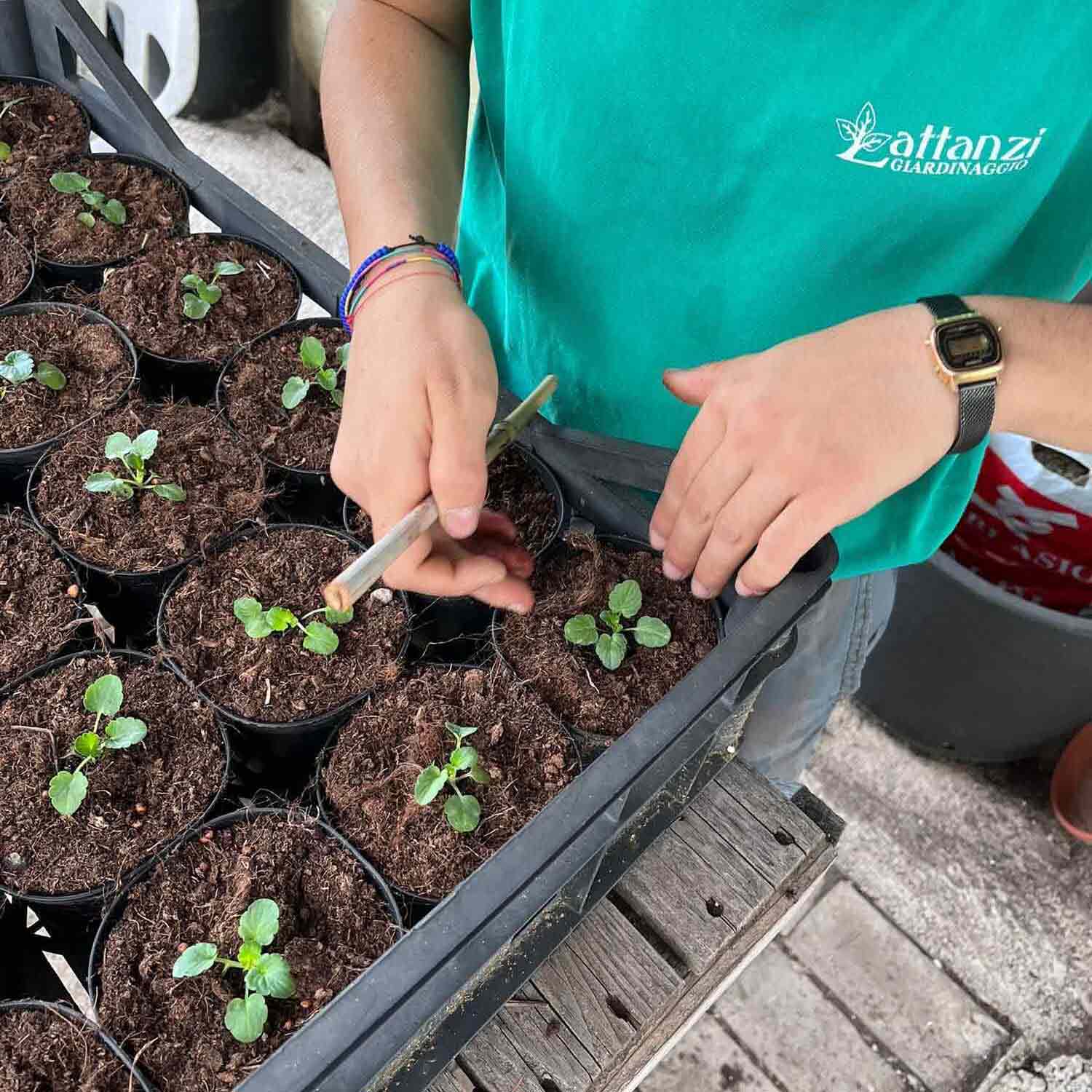 lattanzi giardinaggio