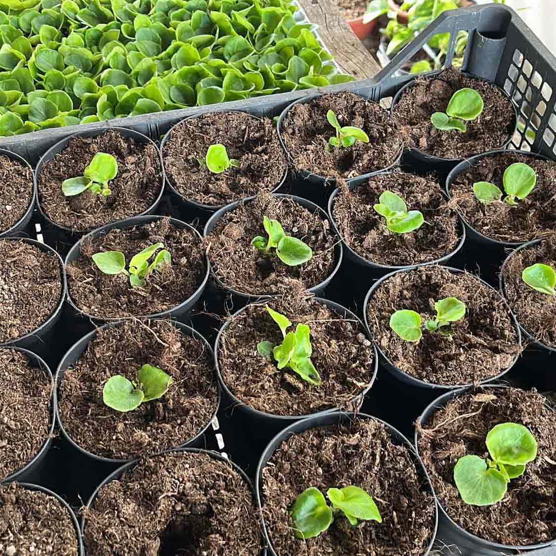 lattanzi giardinaggio