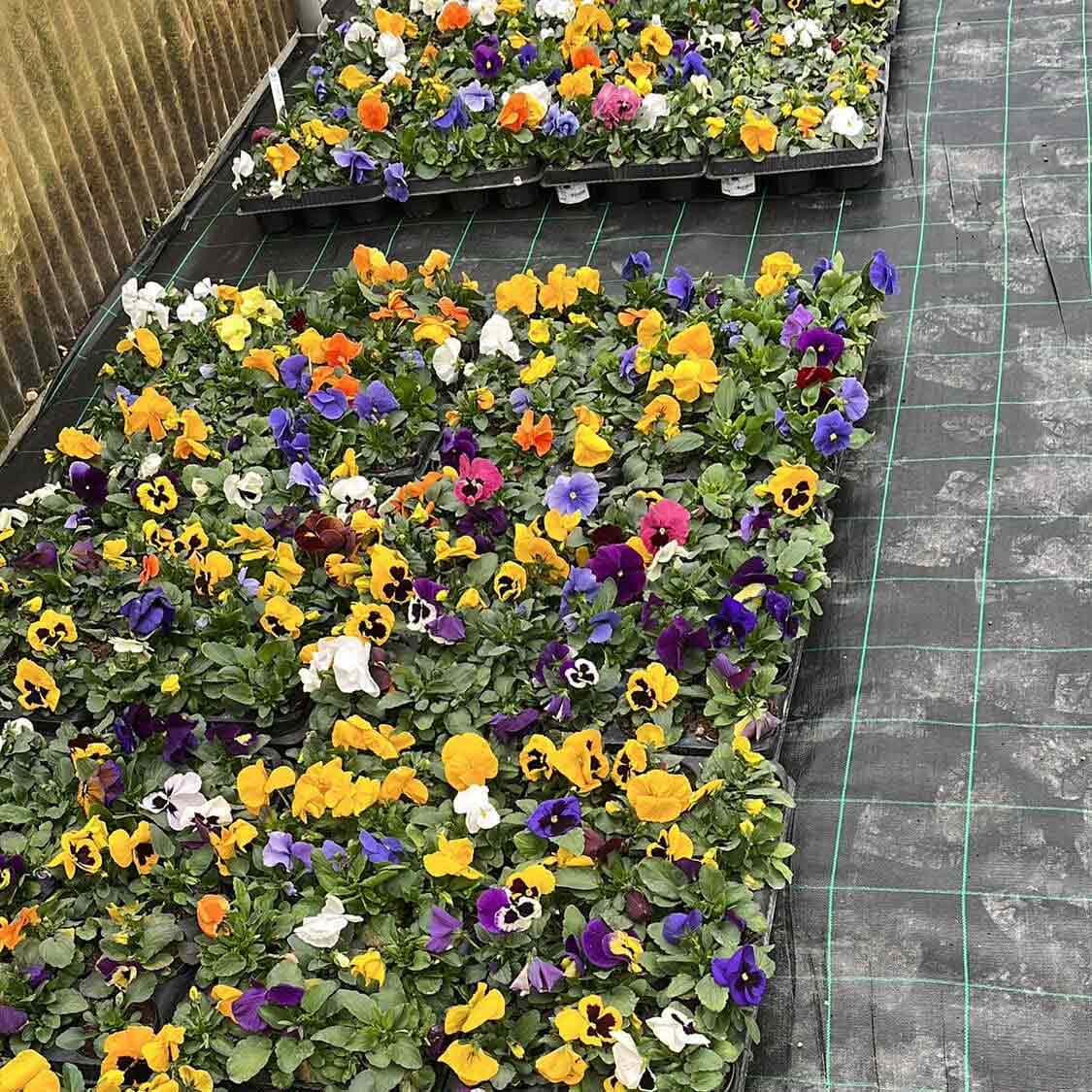 lattanzi giardinaggio