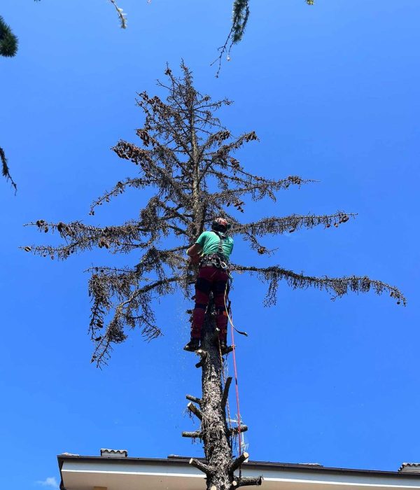 lattanzi giardinaggio