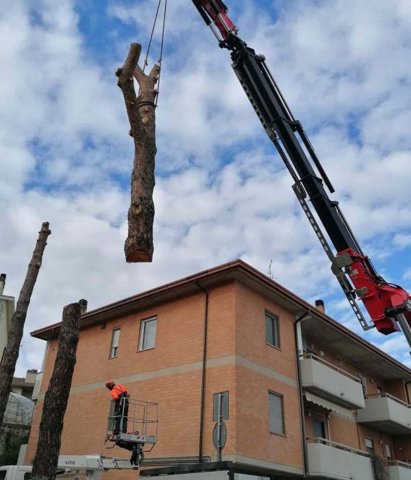lattanzi giardinaggio