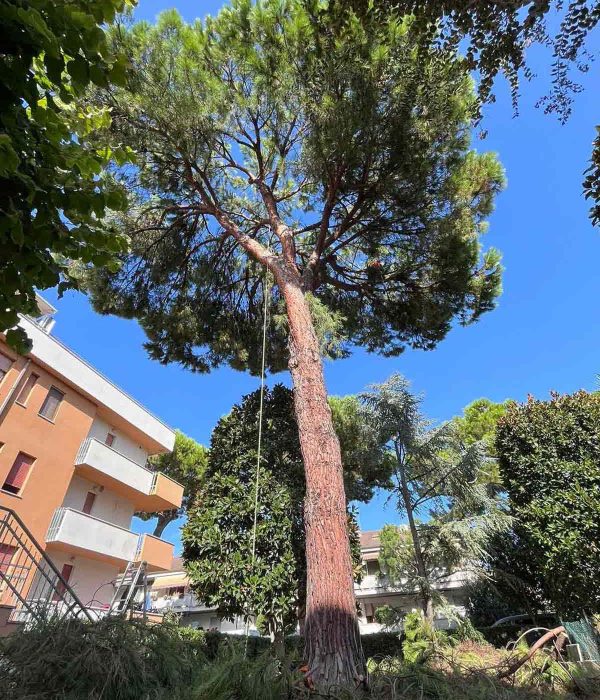 lattanzi giardinaggio