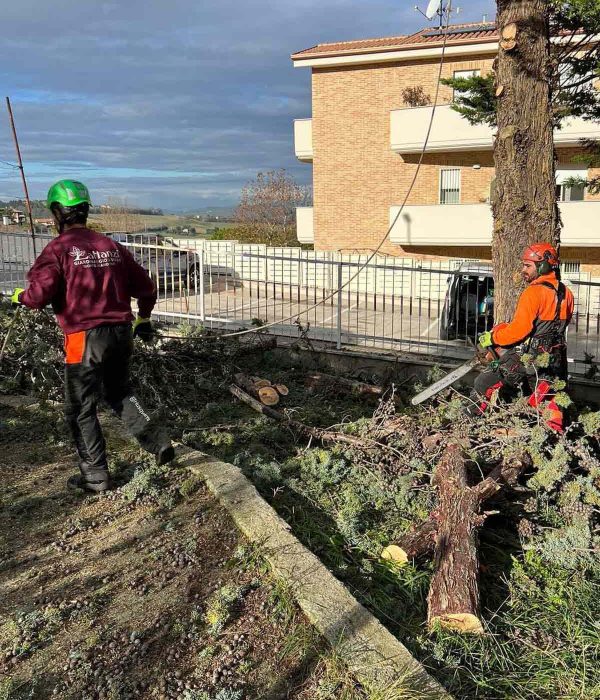 lattanzi giardinaggio