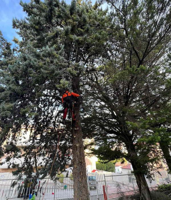 lattanzi giardinaggio